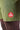 Close-up of the red Barra Shield logo printed above the hem on the leg of the green Gracie Barra Red Shield Classic Premium Boardshort.